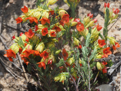 Erica thunbergii