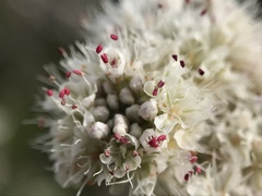 Eriogonum grande timorum