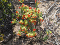 Erica thunbergii