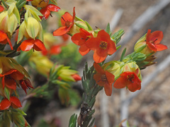 Erica thunbergii