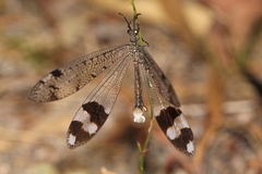 Glenoleon pulchellus