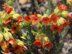 Erica thunbergii