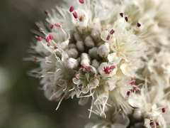 Eriogonum grande timorum