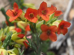 Erica thunbergii
