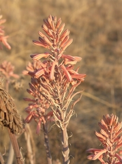 Aloe greatheadii davyana
