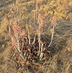 Aloe greatheadii davyana