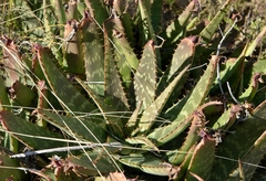 Aloe greatheadii davyana