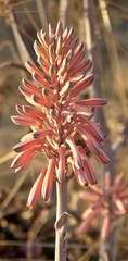 Aloe greatheadii davyana