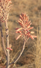 Aloe greatheadii davyana