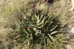 Aloe greatheadii davyana