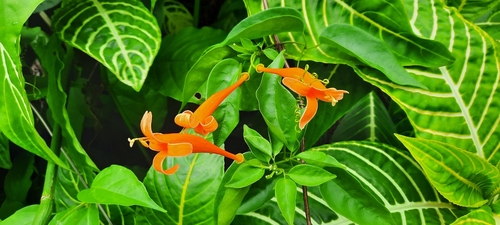 Pyrostegia venusta
