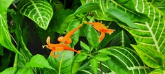 Flame Vine (Pyrostegia)