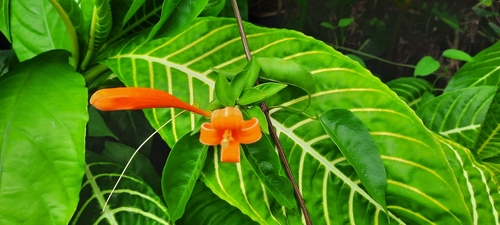 Pyrostegia venusta
