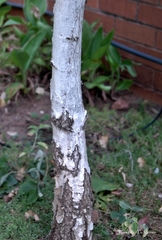 Betula papyrifera