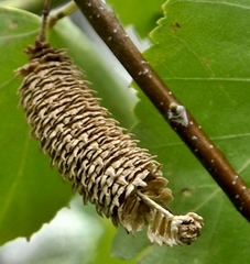 Betula papyrifera
