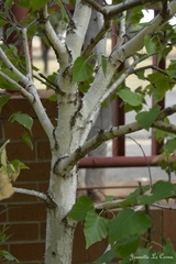 Betula papyrifera