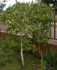 Betula papyrifera