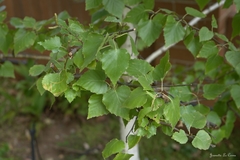 Betula papyrifera