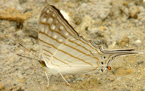 Marpesia merops