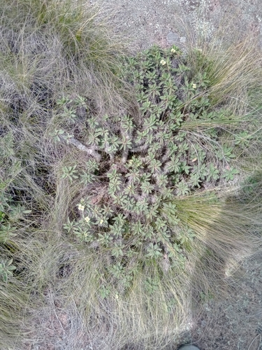 Euphorbia duranii var. duranii