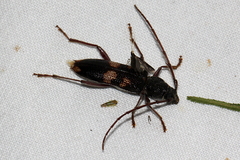 Phoracantha punctata