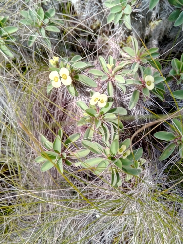 Euphorbia duranii image