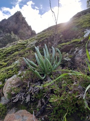 Dudleya edulis