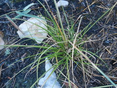Cyperus thunbergii