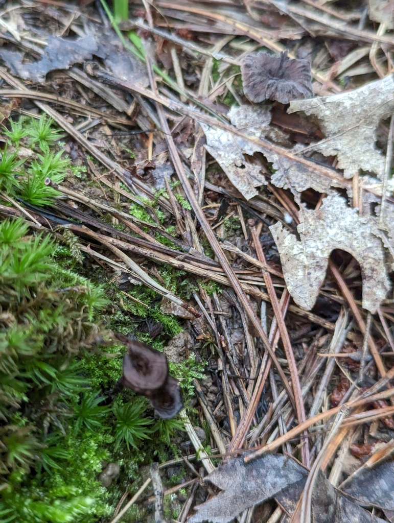 Hypomyces sp. 'IN12'