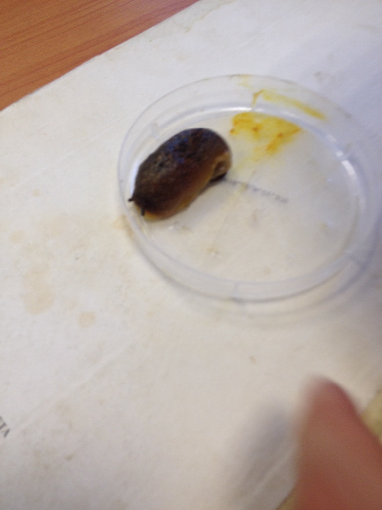 Tectipleura from Октября проспект, Уфа, Республика Башкортостан, RU on