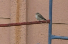 Muscicapa striata striata