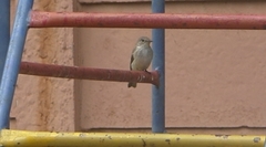 Muscicapa striata striata