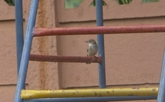 Muscicapa striata striata