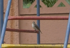 Muscicapa striata striata