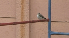 Muscicapa striata striata