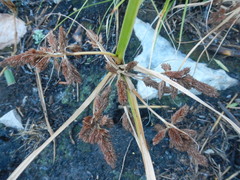 Cyperus thunbergii
