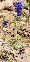 Delphinium glareosum