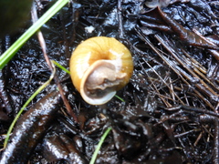 Helminthoglypta stiversiana