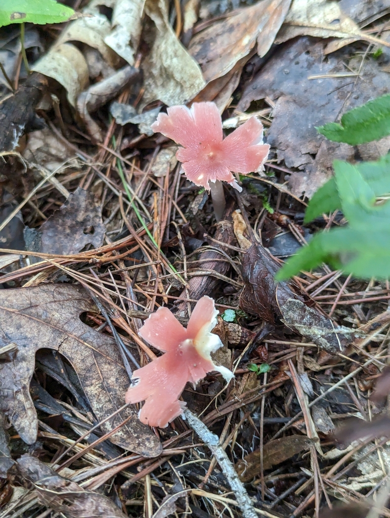 Porpolomopsis sp. 'calyptriformis-IN01'