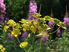 Bupleurum aureum