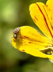 Salticidae