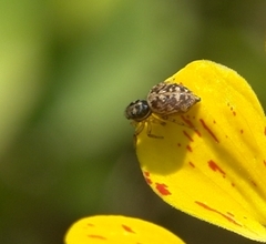 Salticidae
