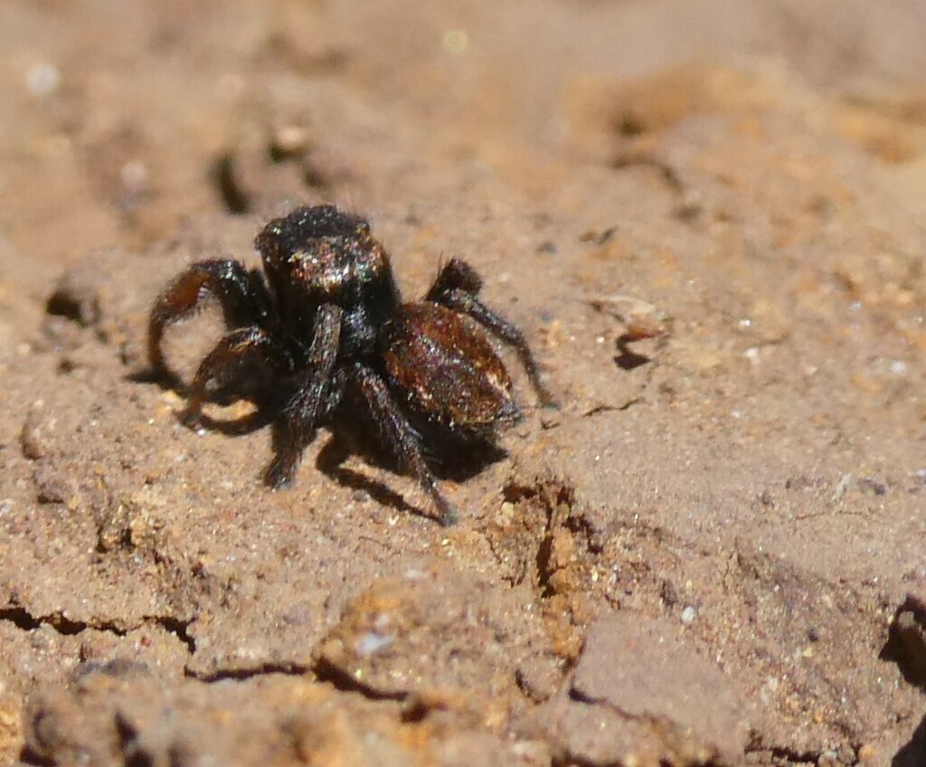 Pellenes maderianus