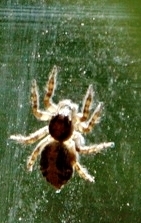 Salticidae
