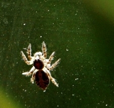 Salticidae