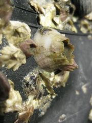 Fistulobalanus kondakovi image