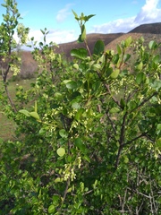 Fraxinus parryi
