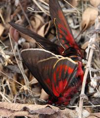 Metardaris cosinga