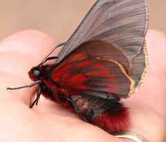 Metardaris cosinga