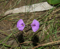 Utricularia beaugleholei
